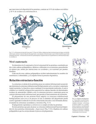 Capítulo 5. Proteínas 63
Fig. 5.12. a) Estructura terciaria del citocromo C. El haz de 4 hélices adopta una ligera inclinación que da lugar a un bolsillo
interior que contiene el sitio de fijación del grupo hemo, esencial para su función, pues es por el hierro hemínico por donde
transporta electrones. b) Estructura terciaria de la quimotripsina. Se puede observar el predominio de conformaciónβ respec-
to a la hélice α.
a) b)
Nivel cuaternario
Se denomina nivel cuaternario al nivel estructural de las proteínas constituido por
dos o más cadenas polipeptídicas, idénticas o diferentes en su estructura, generalmente
en número par, unidas por interacciones no covalentes y en ocasiones por puentes
disulfuro.
Cada una de estas cadenas polipeptídicas reciben indistintamente los nombres de
monómeros o subunidades, y el conjunto forma la proteína oligomérica.
Relación estructura-función
La estructura covalente de las proteínas posee un carácter informacional secuencial,
que determina la estructura tridimensional biológicamente activa, terciaria o cuaternaria
según la proteína. La función se ejerce mediante el reconocimiento molecular, el cual se
establece en virtud de la disposición espacial de las cadenas laterales de determinados
residuos de aminoácidos; debido a esto, la estructura terciaria o cuaternaria posee un
carácter informacional conformacional, que permite el funcionamiento de la proteína.
El plegamiento de una proteína hasta adquirir su estructura tridimensional
biológicamente activa no es un proceso al azar, la dinámica del plegamiento puede
ocurrir siguiendo el orden de los niveles estructurales descritos o irse formando alterna-
tivamente las estructuras secundarias y terciarias (Fig. 5.13).
El plegamiento espontáneo y correcto no se cumple en todas las proteínas.
Existen proteínas que para alcanzar su estructura tridimensional funcional depen-
den de otras proteínas denominadas “chaperonas” (Fig. 5.14) o fijadoras de cadenas
polipeptídicas que las asisten durante el proceso de plegamiento.
que interviene en la digestión de las proteínas, contiene un 14 % de residuos en α-hélice
y 45 % de residuos en conformación α.
Fig.5.13.Dinámicadelplegamien-
to. Una posible vía sería la forma-
ción alternativa de los niveles se-
cundario y terciario. a) Se forma
un núcleo estable b) y c) Alrede-
dor de un núcleo se van definiendo
de forma alterna las otras regiones,
primerosusestructurassecundarias
y después las terciarias. d) Queda
estructurado el nivel terciario.
http://MedicoModerno.Blogspot.com
 