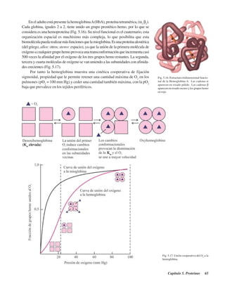 Capítulo 5. Proteínas 65
EneladultoestápresentelahemoglobinaA(HbA),proteínatetramérica,(α2
β2
).
Cada globina, iguales 2 a 2, tiene unido un grupo prostético hemo, por lo que se
considera es una hemoproteína (Fig. 5.16). Su nivel funcional es el cuaternario, esta
organización espacial es muchísimo más compleja, lo que posibilita que esta
biomoléculapuedarealizarmásfuncionesquelamioglobina.Esunaproteínaalostérica
(del griego, allos: otros; stereo: espacio), ya que la unión de la primera molécula de
oxígenoacualquiergrupohemoprovocaunatransconformaciónqueincrementacasi
500 veces la afinidad por el oxígeno de los tres grupos hemo restantes. La segunda,
tercera y cuarta moléculas de oxígeno se van uniendo a las subunidades con afinida-
des crecientes (Fig. 5.17).
Por tanto la hemoglobina muestra una cinética cooperativa de fijación
sigmoidal, propiedad que le permite retener una cantidad máxima de O2
en los
pulmones (pO2
= 100 mm Hg) y ceder una cantidad también máxima, con la pO2
baja que prevalece en los tejidos periféricos.
Fig. 5.16. Estructura tridimensional funcio-
nal de la Hemoglobina A. Las cadenas α
aparecen en rosado pálido. Las cadenas β
aparecen en rosado oscuro y los grupos hemo
en rojo.
Fig. 5.17. Unión cooperativa del O2
a la
hemoglobina.
http://MedicoModerno.Blogspot.com
 