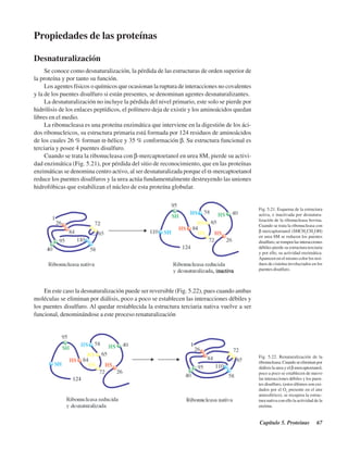 Capítulo 5. Proteínas 67
Fig. 5.21. Esquema de la estructura
activa, e inactivada por desnatura-
lización de la ribonucleasa bovina.
Cuando se trata la ribonucleasa con
β mercaptoetanol (SHCH2
CH2
OH)
en urea 8M se reducen los puentes
disulfuro,serompenlasinteracciones
débiles pierde su estructura terciaria
y por ello, su actividad enzimática.
Aparecen en el mismo color los resi-
duos de cisteína involucrados en los
puentes disulfuro.
Propiedades de las proteínas
Desnaturalización
Se conoce como desnaturalización, la pérdida de las estructuras de orden superior de
la proteína y por tanto su función.
Los agentes físicos o químicos que ocasionan la ruptura de interacciones no covalentes
y la de los puentes disulfuro si están presentes, se denominan agentes desnaturalizantes.
La desnaturalización no incluye la pérdida del nivel primario, este solo se pierde por
hidrólisis de los enlaces peptídicos, el polímero deja de existir y los aminoácidos quedan
libres en el medio.
La ribonucleasa es una proteína enzimática que interviene en la digestión de los áci-
dos ribonucleicos, su estructura primaria está formada por 124 residuos de aminoácidos
de los cuales 26 % forman α-hélice y 35 % conformación β. Su estructura funcional es
terciaria y posee 4 puentes disulfuro.
Cuando se trata la ribonucleasa con β-mercaptoetanol en urea 8M, pierde su activi-
dad enzimática (Fig. 5.21), por pérdida del sitio de reconocimiento, que en las proteínas
enzimáticas se denomina centro activo, al ser desnaturalizada porque el α-mercaptoetanol
reduce los puentes disulfuros y la urea actúa fundamentalmente destruyendo las uniones
hidrofóbicas que estabilizan el núcleo de esta proteína globular.
En este caso la desnaturalización puede ser reversible (Fig. 5.22), pues cuando ambas
moléculas se eliminan por diálisis, poco a poco se establecen las interacciones débiles y
los puentes disulfuro. Al quedar restablecida la estructura terciaria nativa vuelve a ser
funcional, denominándose a este proceso renaturalización
Fig. 5.22. Renaturalización de la
ribonucleasa.Cuandoseeliminanpor
diálisis la urea y elβ mercaptoetanol,
poco a poco se establecen de nuevo
las interacciones débiles y los puen-
tes disulfuro, (estos últimos son oxi-
dados por el O2
presente en el aire
atmosférico), se recupera la estruc-
tura nativa con ello la actividad de la
enzima.
http://MedicoModerno.Blogspot.com
 