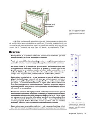Capítulo 5. Proteínas 69
Fig. 5.24. Visualización de las pro-
teínas después de una corrida
electroforética. Las proteínas más
pequeñas se sitúan cerca del extre-
mo inferior del gel.
La corrida se realiza a un pH determinado y durante el tiempo suficiente, que permita
que las diferencias por desplazamiento se manifiesten.Al terminar la electroforesis, en el
caso de proteínas que no poseen color natural, se visualizan cuando se añade un colorante
como el azul de Coomassie, que no se fija al gel, pero sí a las proteínas (Fig. 5.24).
Resumen
Fig. 5.23. Electroforesis. Las pro-
teínas se trasladan a travéz del gel
cuando se conecta el campo eléc-
trico.
La importancia de las proteínas es relevante, pues no existe una función que el ser
humano sea capaz de realizar donde no estén presentes.
Veinte L-ααααα-aminoácidos diferentes están presentes en los péptidos y proteínas, en
cantidades variables y en un orden específico, aportando información secuencial.
La polimerización de los aminoácidos mediante enlace peptídico determina la es-
tructura primaria donde en el eje covalente se alternan el carbono ααααα y el grupo
peptídico, siendo sus terminales el ααααα-amino del primer residuo aminoacídico y el ααααα-
carboxilo del último. Las cadenas laterales de los residuos de los aminoácidos que-
dan por fuera del eje covalente, contribuyendo a la estabilidad del polímero.
La estructura secundaria tiene 2 formas regulares principales: la ααααα-hélice y la hoja
plegada βββββ, estabilizada por puentes de hidrógeno que se establecen entre los elemen-
tos del grupo peptídico. La ααααα-hélice presenta giro derecho, 3,6 residuos de aminoácidos
por espira, y los puentes de hidrógeno unen las espiras entre sí. En la conformación
βββββ las cadenas polipeptídicas se disponen en forma paralela o antiparalela, los puen-
tes de hidrógeno son intercatenarios o intracatenarios si se establecen entre sectores
diferentes de la misma cadena.
La estructura terciaria se debe al plegamiento de la o las estructuras secundarias, general-
mente en forma de dominios. Se encuentra estabilizada por interacciones no covalentes:
uniones iónicas, puentes de hidrógeno, uniones hidrofóbicas y fuerzas de Van der Waals,
que se producen por la interacción de las cadenas laterales de los residuos aminoacídicos
que se han aproximado. En determinadas proteínas ayudan a esta estabilización el enlace
covalente por puente disulfuro. En muchas proteínas globulares existe una estructura
transicional antes de la terciaria, denominado superenrollamiento secundario.
La estructura cuaternaria está integrada por 2 o más cadenas polipeptídicas idénti-
cas o diferentes en estructura, generalmente en número par, unidas por interacciones
http://MedicoModerno.Blogspot.com
 