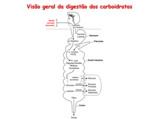 Visão geral da digestão dos carboidratos
Amido
Lactose
Sacarose
 