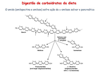 Digestão de carboidratos da dieta
O amido (amilopectina e amilose) sofre ação da -amilase salivar e pancreática
 