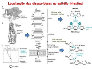 Localização das dissacridases no epitélio intestinal
Sítio de ação
sacarase-maltase
Sítio de ação
isomaltase-maltase
 