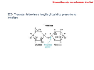 III- Trealase- hidrolisa a ligação glicosídica presente na
trealose
Dissacaridases das microvilosidades intestinal
 