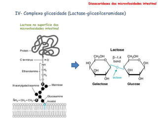 IV- Complexo glicosidade (Lactase-glicosilceramidase)
Dissacaridases das microvilosidades intestinal
Lactase na superfície das
microvilosidades intestinal
 