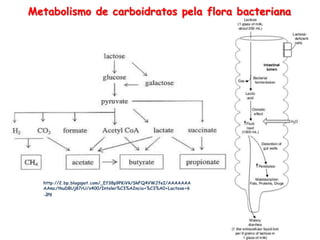 Metabolismo de carboidratos pela flora bacteriana
http://2.bp.blogspot.com/_Ef38p9PKiVk/SkFQ4VWJfeI/AAAAAAA
AAmc/tkuDBUj87rU/s400/Intoler%C3%A2ncia+%C3%A0+Lactose+6
.jpg
 