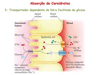 Absorção de Caroidratos
I- Transportador dependente de Na+e facilitado da glicose
 