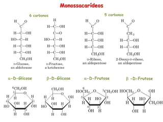 Monossacarídeos
6 carbonos 5 carbonos
-D-Frutose  -D-Frutose
-D-Glicose -D-Glicose
 
