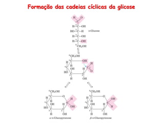 Formação das cadeias cíclicas da glicose
 