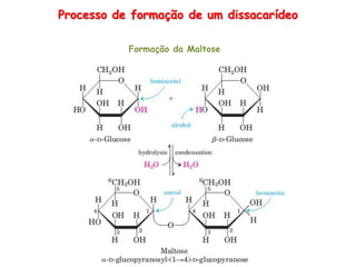 Processo de formação de um dissacarídeo
Formação da Maltose
 