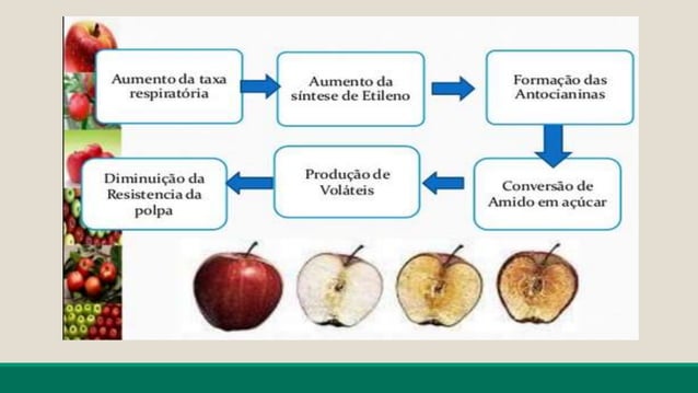 Bioquimica da maturação das frutas | PPT