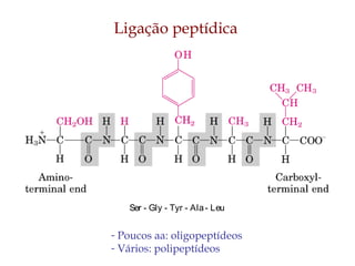 Ligação peptídica
- Poucos aa: oligopeptídeos
- Vários: polipeptídeos
Ser - Gly - Tyr - Ala- Leu
 