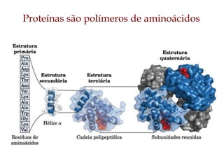 Proteínas são polímeros de aminoácidos
 