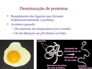 19
• Rompimento das ligações que formam
tridimensionalmente a proteína.
• Acontece quando:
– Há aumento da temperatura (ovo cozido)
– Ou há alteração no pH (limão no leite)
Desnaturação de proteínas
 