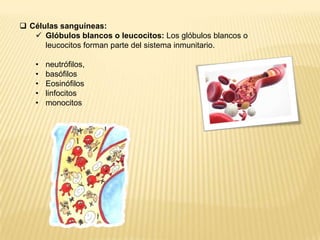  Células sanguíneas:
 Glóbulos blancos o leucocitos: Los glóbulos blancos o
leucocitos forman parte del sistema inmunitario.
• neutrófilos,
• basófilos
• Eosinófilos
• linfocitos
• monocitos
 