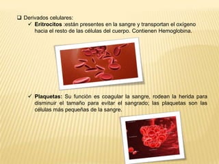  Derivados celulares:
 Eritrocitos :están presentes en la sangre y transportan el oxígeno
hacia el resto de las células del cuerpo. Contienen Hemoglobina.
 Plaquetas: Su función es coagular la sangre, rodean la herida para
disminuir el tamaño para evitar el sangrado; las plaquetas son las
células más pequeñas de la sangre.
 
