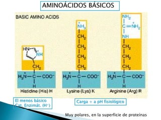 AMINOÁCIDOS AROMÁTICOS<br />	Ligeramente hidrófobos<br />	Interacciones hidrofóbicas<br />Puentes de Hidrógeno<br />Activi...