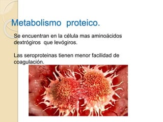 Metabolismo proteico.
Se encuentran en la célula mas aminoácidos
dextrógiros que levógiros.
Las seroproteinas tienen menor facilidad de
coagulación.
 