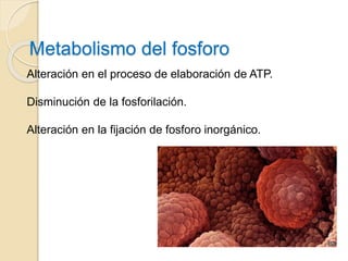 Metabolismo del fosforo
Alteración en el proceso de elaboración de ATP.
Disminución de la fosforilación.
Alteración en la fijación de fosforo inorgánico.
 