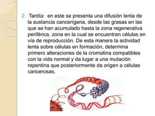 2. Tardía: en este se presenta una difusión lenta de
la sustancia cancerígena, desde las grasas en las
que se han acumulado hasta la zona regenerativa
periférica, zona en la cual se encuentran células en
vía de reproducción. De esta manera la actividad
lenta sobre células en formación, determina
primero alteraciones de la cromatina compatibles
con la vida normal y da lugar a una mutación
repentina que posteriormente da origen a células
cancerosas.
 