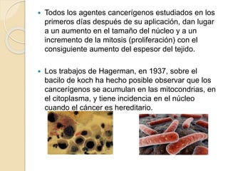 Todos los agentes cancerígenos estudiados en los
primeros días después de su aplicación, dan lugar
a un aumento en el tamaño del núcleo y a un
incremento de la mitosis (proliferación) con el
consiguiente aumento del espesor del tejido.
 Los trabajos de Hagerman, en 1937, sobre el
bacilo de koch ha hecho posible observar que los
cancerígenos se acumulan en las mitocondrias, en
el citoplasma, y tiene incidencia en el núcleo
cuando el cáncer es hereditario.
 