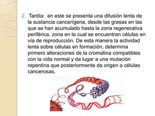 Bioquimica del cancer (1)