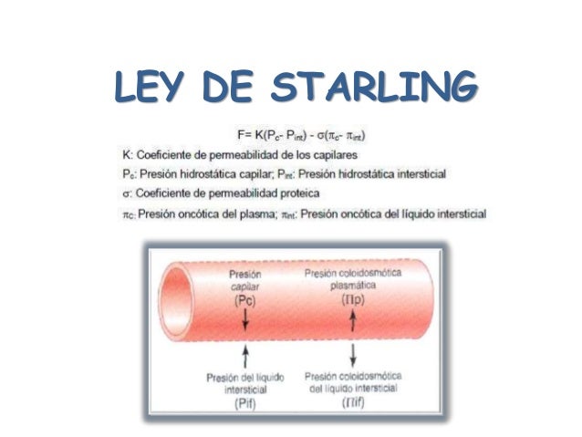 Resultado de imagen de equilibrio de starling