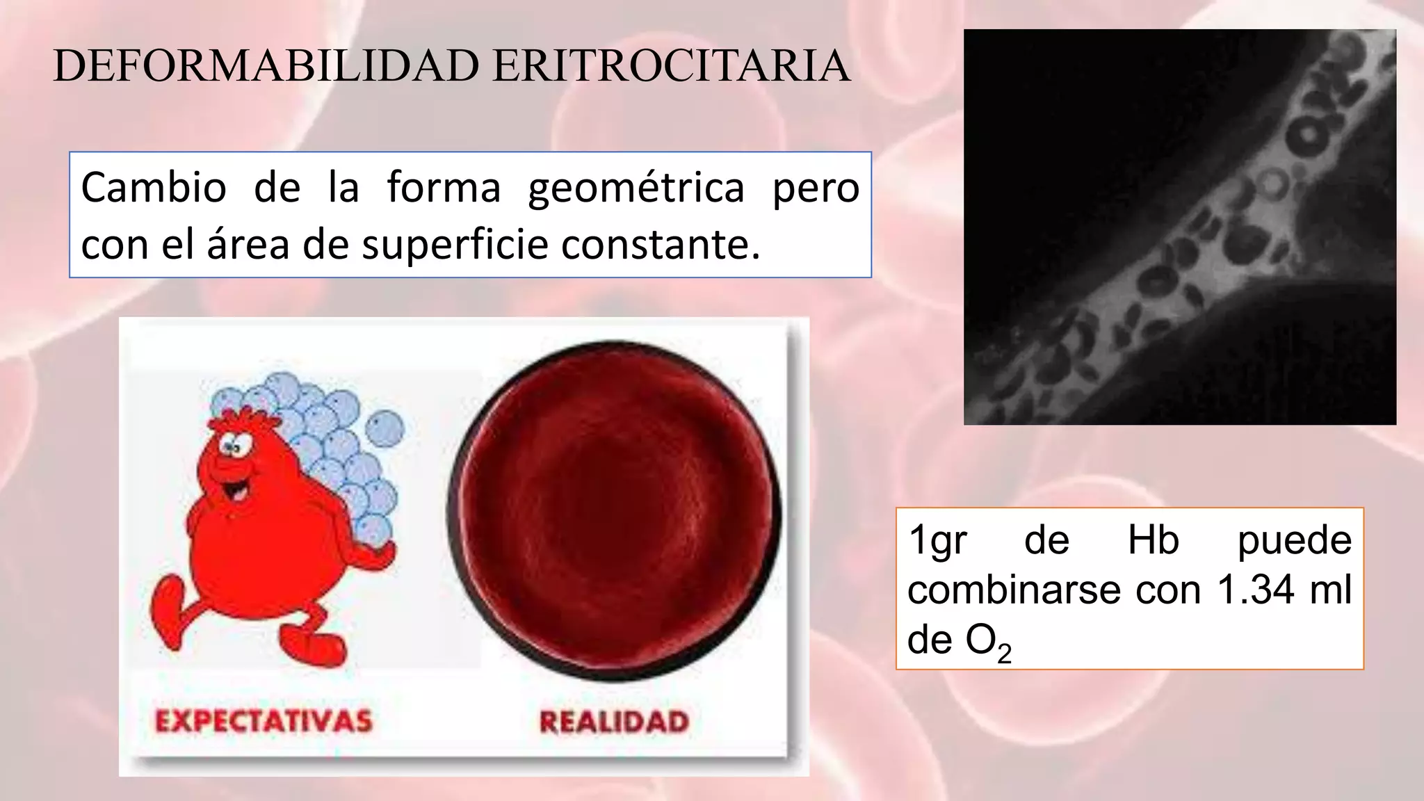 Bioquimica del eritrocito | PPTX