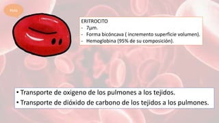 Bioquimica del eritrocito | PPTX