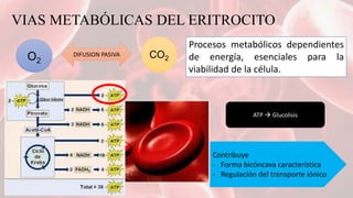 Bioquimica del eritrocito | PPTX