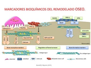 bioquimica-del-hueso-pptx