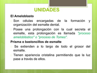 UNIDADES
El Ameloblasto
 Son células encargadas de la formación y
organización del esmalte dental.
 Posee una prolongación con la cual secreta el
esmalte, esta prolongación es llamada "proceso
ameloblástico" o "proceso de Tomes".
Prisma o bastoncillos de esmalte
 Se extienden a lo largo de todo el grosor del
esmalte.
 Tienen apariencia cristalina permitiendo que la luz
pase a través de ellos.
 