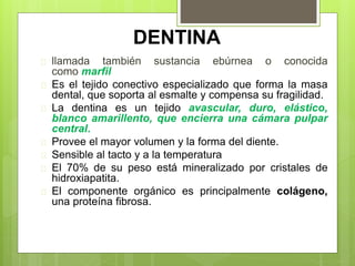 DENTINA
 llamada también sustancia ebúrnea o conocida
como marfil
 Es el tejido conectivo especializado que forma la masa
dental, que soporta al esmalte y compensa su fragilidad.
 La dentina es un tejido avascular, duro, elástico,
blanco amarillento, que encierra una cámara pulpar
central.
 Provee el mayor volumen y la forma del diente.
 Sensible al tacto y a la temperatura
 El 70% de su peso está mineralizado por cristales de
hidroxiapatita.
 El componente orgánico es principalmente colágeno,
una proteína fibrosa.
 