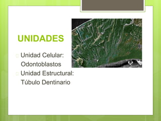 UNIDADES
 Unidad Celular:
Odontoblastos
 Unidad Estructural:
Túbulo Dentinario
 