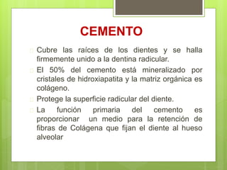 CEMENTO
 Cubre las raíces de los dientes y se halla
firmemente unido a la dentina radicular.
 El 50% del cemento está mineralizado por
cristales de hidroxiapatita y la matriz orgánica es
colágeno.
 Protege la superficie radicular del diente.
 La función primaria del cemento es
proporcionar un medio para la retención de
fibras de Colágena que fijan el diente al hueso
alveolar
 