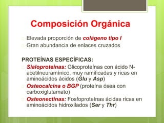 Composición Orgánica
 Elevada proporción de colágeno tipo I
 Gran abundancia de enlaces cruzados
PROTEÍNAS ESPECÍFICAS:
 Sialoproteinas: Glicoproteínas con ácido N-
acetilneuramínico, muy ramificadas y ricas en
aminoácidos ácidos (Glu y Asp)
 Osteocalcina o BGP (proteína ósea con
carboxiglutamato)
 Osteonectinas: Fosfoproteínas ácidas ricas en
aminoácidos hidroxilados (Ser y Thr)
 
