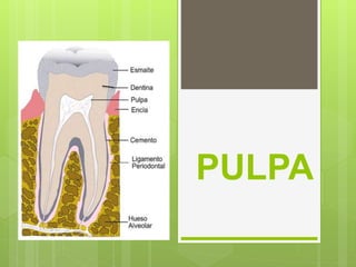 PULPA
 