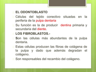  EL ODONTOBLASTO
 Células del tejido conectivo situadas en la
periferia de la pulpa dentaria
 Su función es la de producir dentina primaria y
secundaria del diente.
 LOS FIBROBLASTOS.-
 Son las células más abundantes de la pulpa
dentaria.
 Estas células producen las fibras de colágena de
la pulpa y dado que además degradan el
colágeno.
 Son responsables del recambio del colágeno.
 