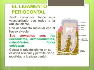 EL LIGAMENTO
PERIODONTAL
 Tejido conectivo blando muy
vascularizado que rodea a la
raíz del diente.
 Une el cemento radicular con el
hueso alveolar
 Sus elementos son: los
fibroblastos, cementoblastos,
osteoblastos, fibras
colágenas.
 Coloca la raíz del diente en su
cavidad alveolar y permite cierta
movilidad a la pieza dental
 