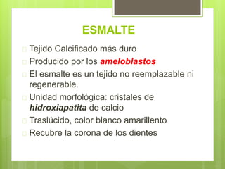 ESMALTE
 Tejido Calcificado más duro
 Producido por los ameloblastos
 El esmalte es un tejido no reemplazable ni
regenerable.
 Unidad morfológica: cristales de
hidroxiapatita de calcio
 Traslúcido, color blanco amarillento
 Recubre la corona de los dientes
 
