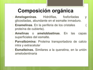 Composición orgánica
 Amelogeninas. Hidrófilas, fosforiladas y
glicosiladas, abundante en el esmalte inmaduro.
 Enamelinas. En la periferia de los cristales (
proteína de cubierta).
 Amelinas o ameloblastinas. En las capas
superficiales del esmalte.
 Parvalbúmina: Proteína transportadora de calcio
intra y extracelular
 Esmalteinas. Similares a la queratina, en la unión
amelodentinaria
 