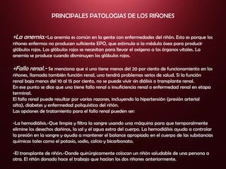 Bioquimica del riñon | PPTX