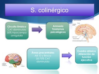 S. colinérgico

Circuito límbico                    Amnesia
CAT disminuida                     Trastornos
50% hipocampo
  v                               psicológicos
   amígdala




                                                 Cuadro afásico
                   Áreas precentrales
                                                  Alteración de
                     AB 10 y Broca
                                                     función
                      35-75% CAT
                                                    ejecutiva
                      disminuida
 