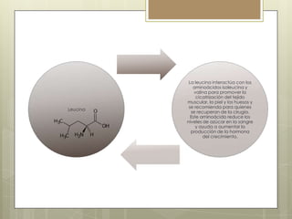 Leucina

La leucina interactúa con los
aminoácidos isoleucina y
valina para promover la
cicatrización del tejido
muscular, la piel y los huesos y
se recomienda para quienes
se recuperan de la cirugía.
Este aminoácido reduce los
niveles de azúcar en la sangre
y ayuda a aumentar la
producción de la hormona
del crecimiento.

 