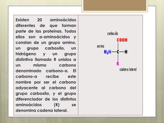 Existen
20
aminoácidos
diferentes de que forman
parte de las proteínas. Todos
ellos son a-aminoácidos y
constan de un grupo amino,
un
grupo
carboxilo,
un
hidrógeno
y
un
grupo
distintivo llamado R unidos a
un
mismo
carbono
denominado carbono-a. El
carbono-a
recibe
este
nombre por ser el carbono
adyacente al carbono del
grupo carboxilo, y el grupo
diferenciador de los distintos
aminoácidos
(R)
se
denomina cadena lateral.

 