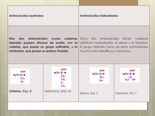 Aminoácidos azufrados

Aminoácidos hidroxilados

Hay dos aminoácidos cuyas cadenas
laterales poseen átomos de azufre, son la
cisteína, que posee un grupo sulfhidrilo, y la
metionina, que posee un enlace tioéster.

Otros dos aminoácidos tienen cadenas
alifáticas hodroxiladas, la serina y la treonina.
El grupo hidroxilo hace de estos aminoácidos
mucha más hidrofílicos y reactivos.

Cisteina, Cys, C

Metionina, Met, M

Serina, Ser, S

Treonina, Thr, T

 