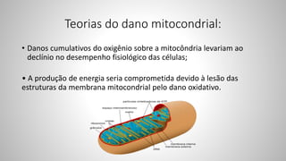 Teorias do dano mitocondrial:
• Danos cumulativos do oxigênio sobre a mitocôndria levariam ao
declínio no desempenho fisiológico das células;
• A produção de energia seria comprometida devido à lesão das
estruturas da membrana mitocondrial pelo dano oxidativo.
 