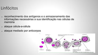 Linfócitos
● reconhecimento dos antígenos e o armazenamento das
informações necessárias a sua identificação nas células de
memória
● ataque célula-a-célula
● ataque mediado por anticorpos
 