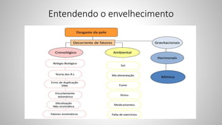 Entendendo o envelhecimento
 