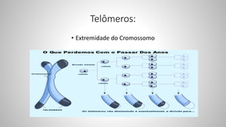 Telômeros:
• Extremidade do Cromossomo
 